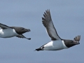 Razorbill