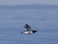 Razorbill