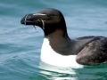 Razorbill