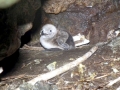 Razorbill