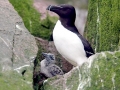 Razorbill
