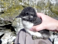 Razorbill