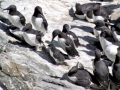 Razorbill