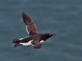 Razorbill