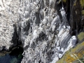 Razorbill