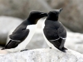 Razorbill