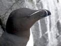 Razorbill
