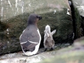 Razorbill