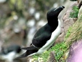 Razorbill