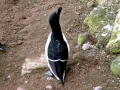 Razorbill