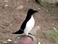 Razorbill