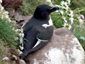 Razorbill