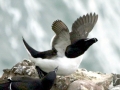 Razorbill
