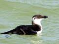 Razorbill