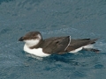 Razorbill