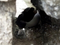 Razorbill