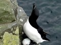 Razorbill