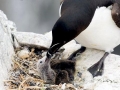 Razorbill