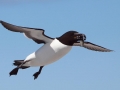 Razorbill