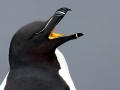 Razorbill