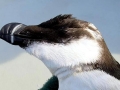 Razorbill