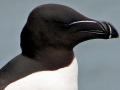 Razorbill