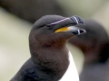 Razorbill