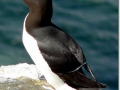 Razorbill