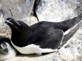 Razorbill