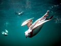 Razorbill