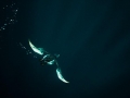 Razorbill
