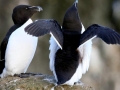 Razorbill