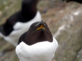 Razorbill