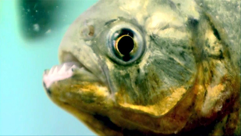 Red-bellied Piranha