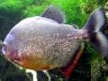 Red-bellied Piranha