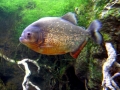 Red-bellied Piranha