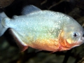 Red-bellied Piranha