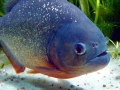 Red-bellied Piranha