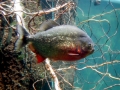 Red-bellied Piranha