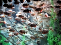Red-bellied Piranha