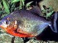 Red-bellied Piranha