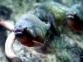 Red-bellied Piranha