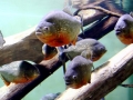 Red-bellied Piranha