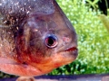 Red-bellied Piranha