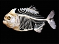 Red-bellied Piranha