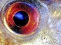 Red-bellied Piranha
