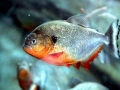 Red-bellied Piranha