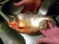 Red-bellied Piranha