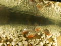 Red-bellied Piranha