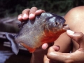 Red-bellied Piranha